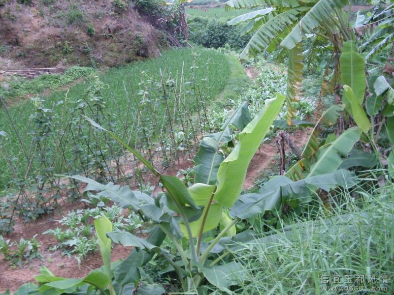 SDC16109.JPG