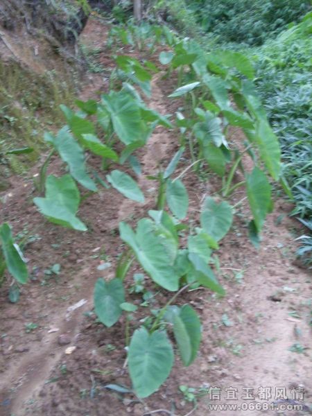 SDC16119.JPG