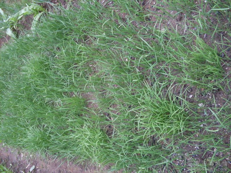 SDC16066.JPG