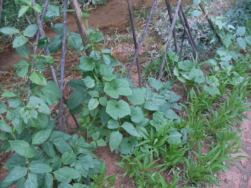SDC16058.JPG