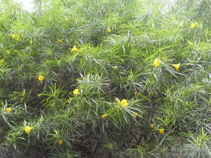 SDC12578.JPG