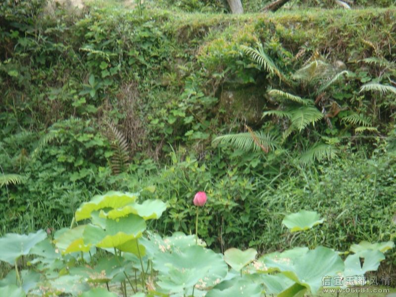 DSC02388.JPG