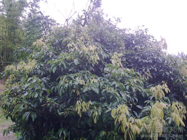 20090720428.jpg