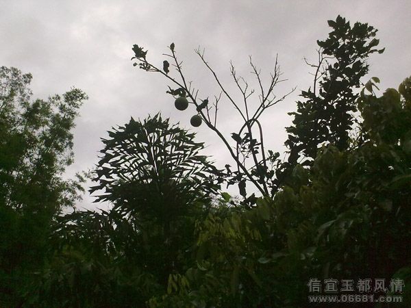 20090720429.jpg