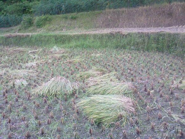 20090721566.jpg