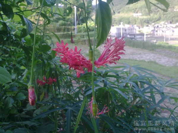 20090722728.jpg