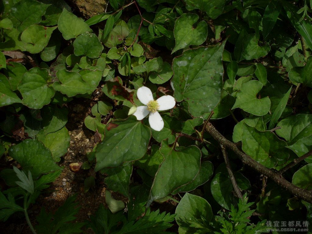 SDC17856.JPG