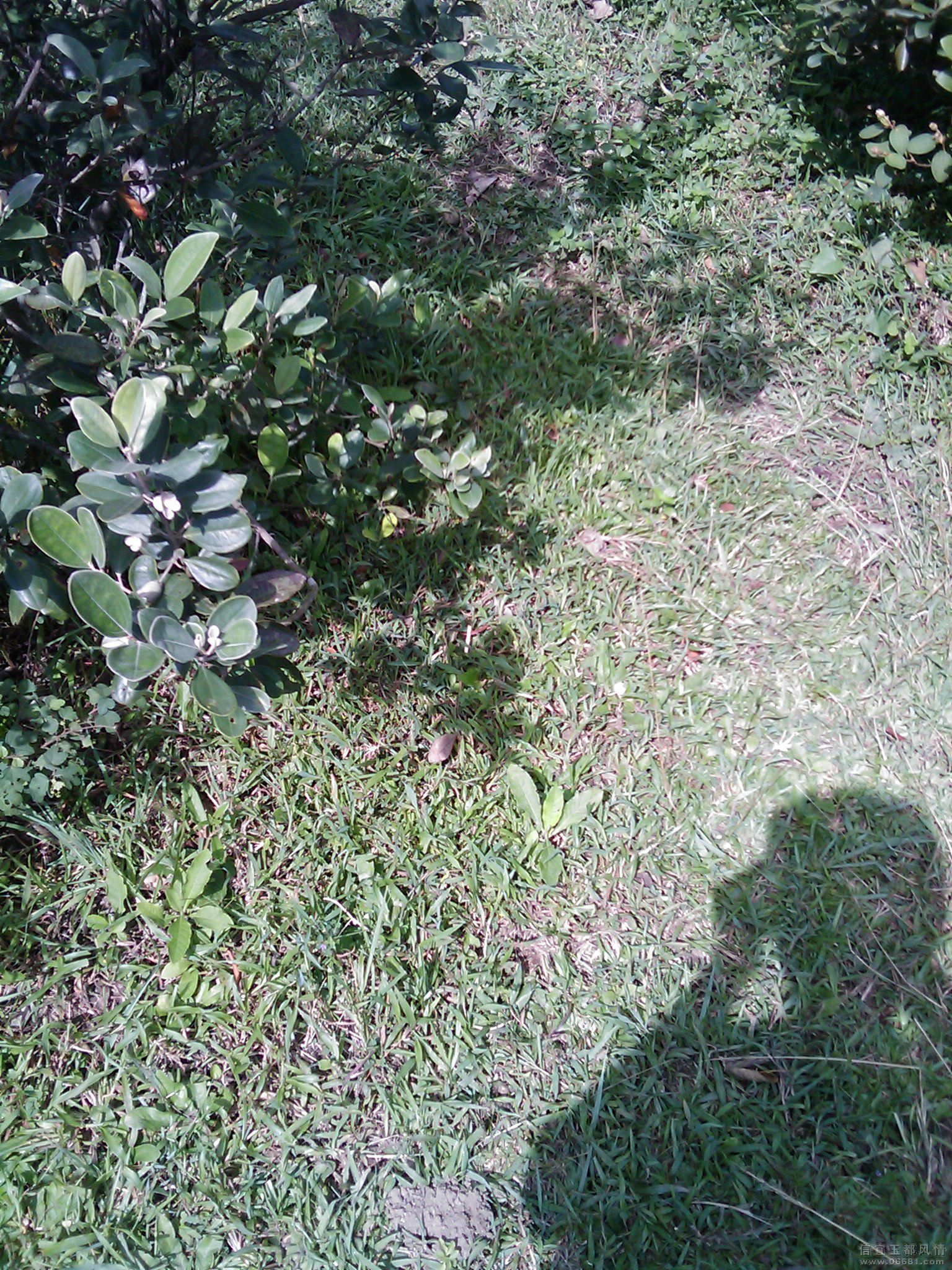 IMAG0045.jpg