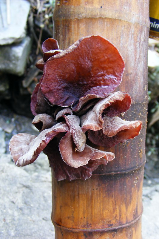 DSCF6885.JPG
