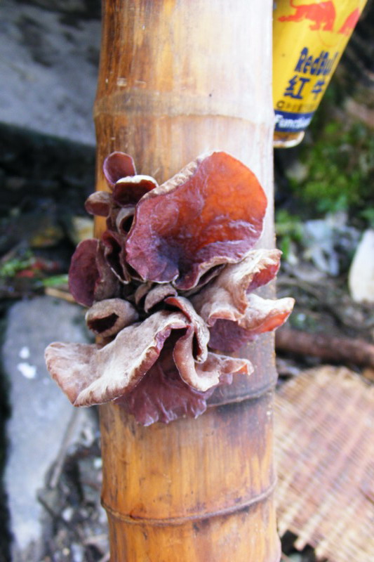 DSCF6887.JPG