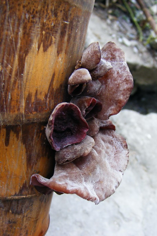 DSCF6890.JPG