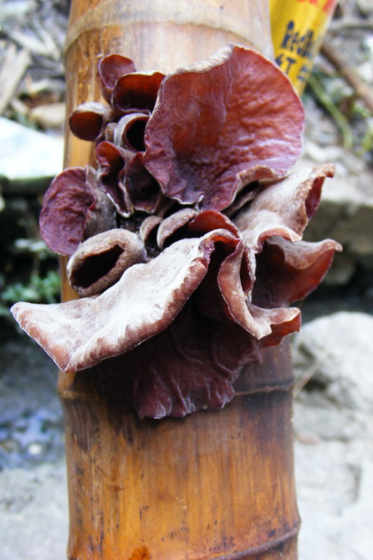 DSCF6893.JPG