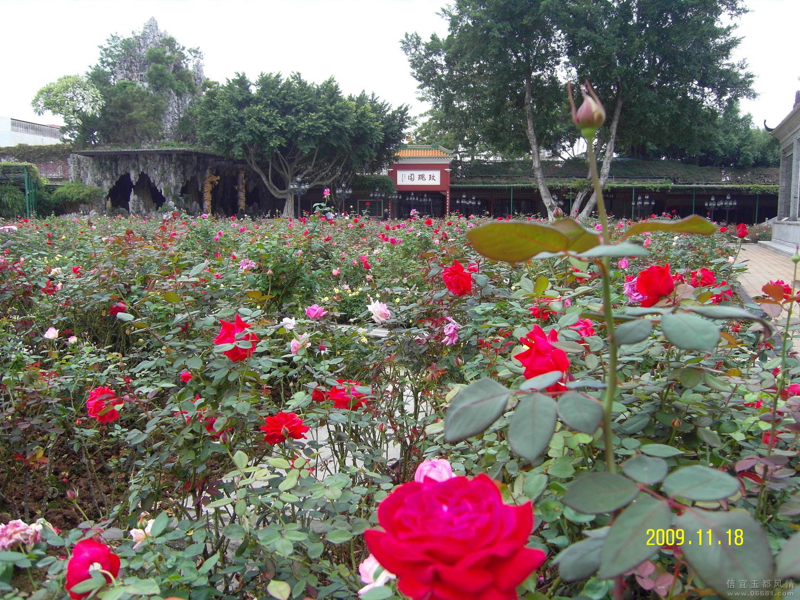SDC12993.JPG