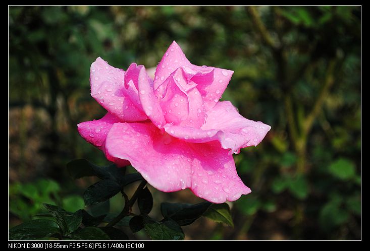 nEO_IMG_DSC_0083.jpg