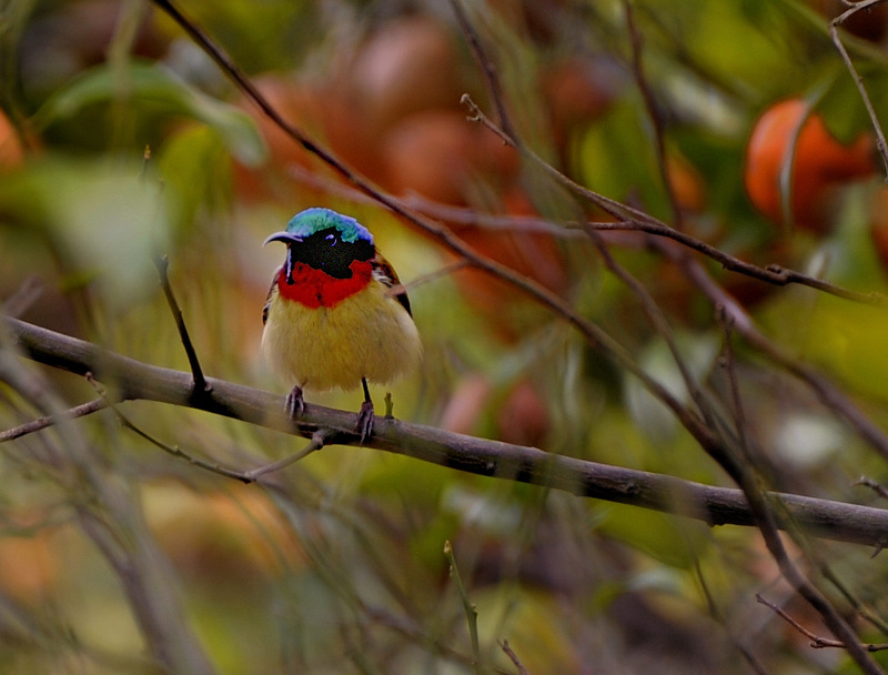 _DSC3337.jpg