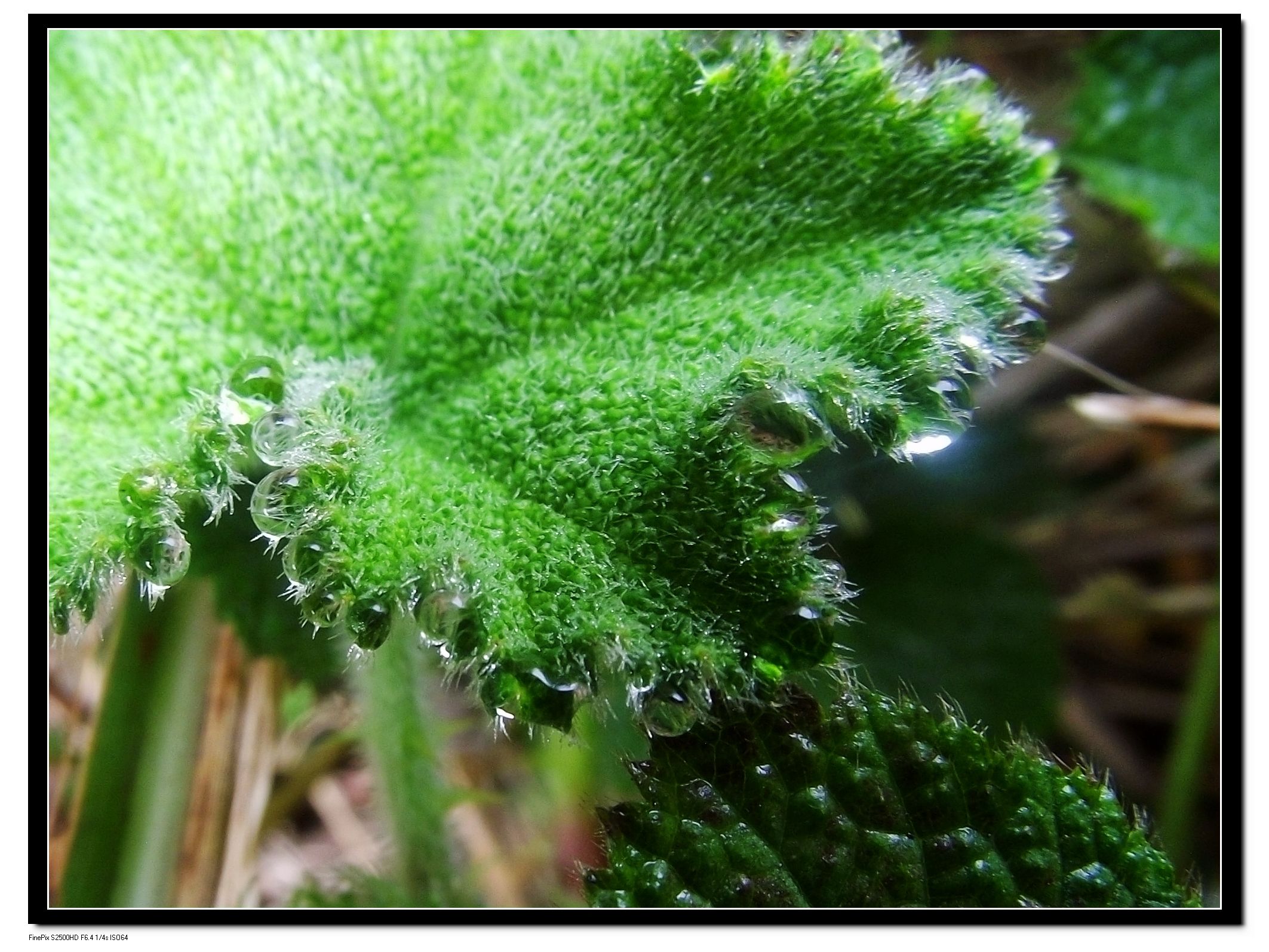 DSCF4057.jpg