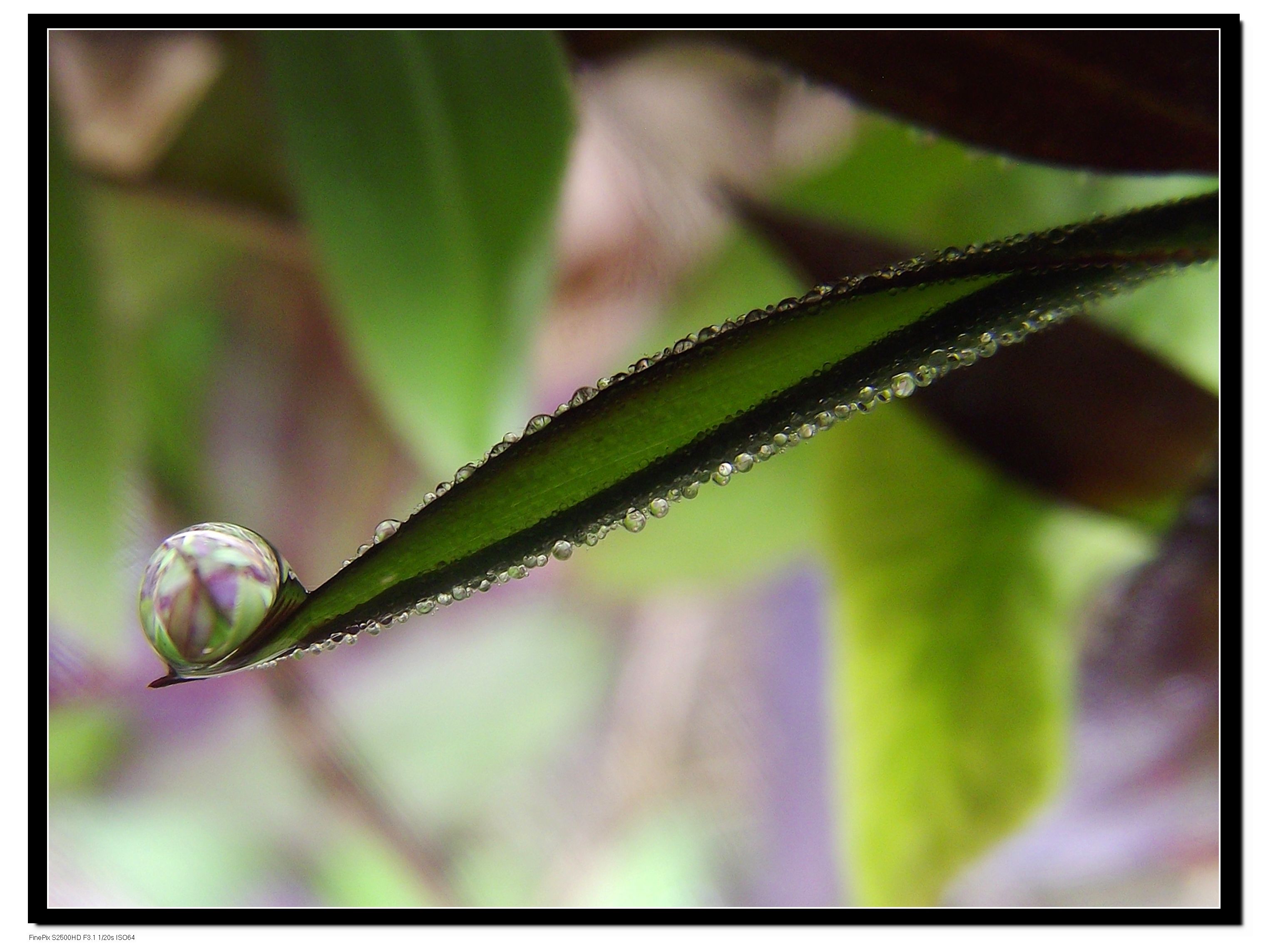 DSCF4066 ����.jpg