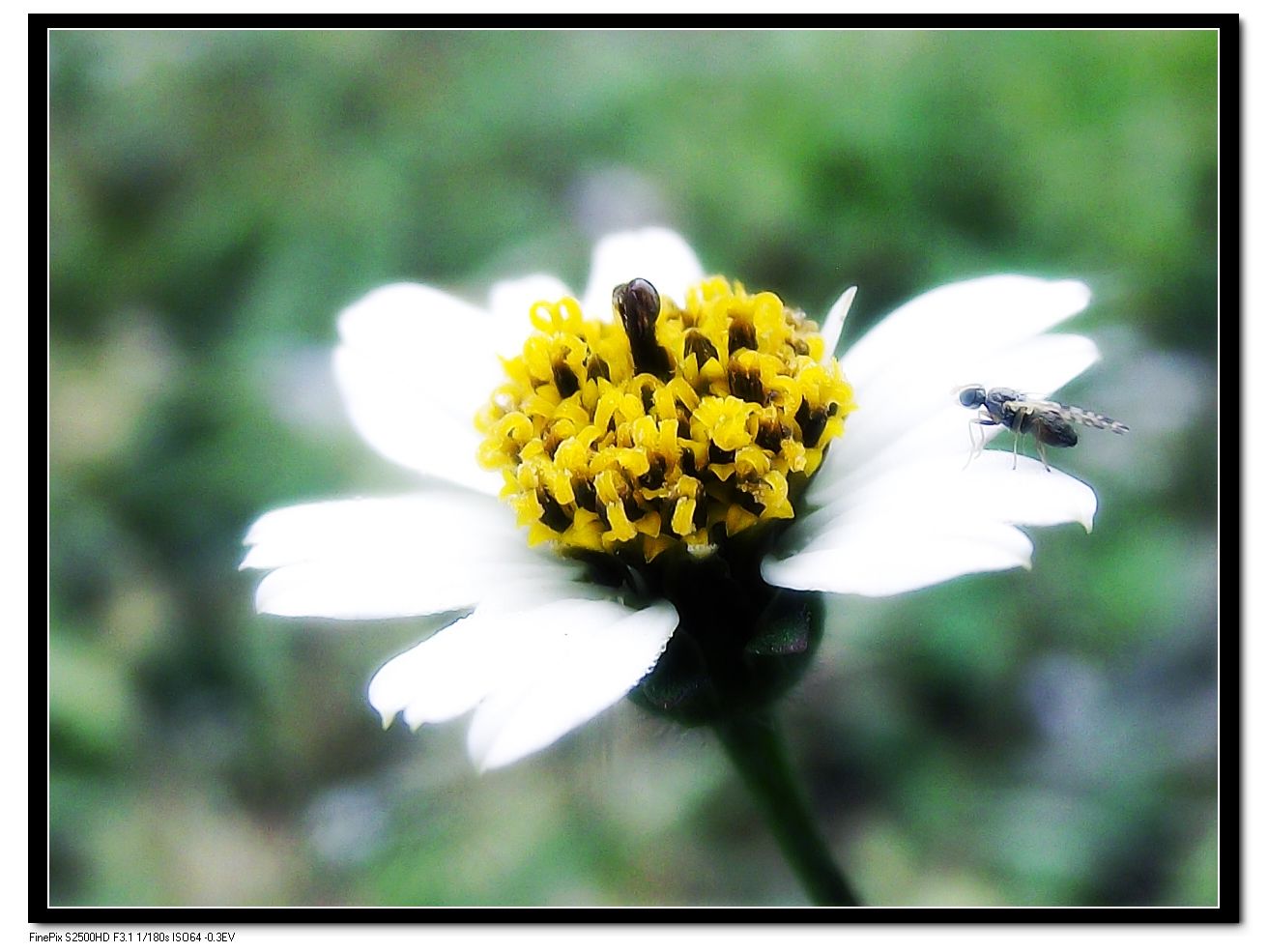 DSCF4078.jpg