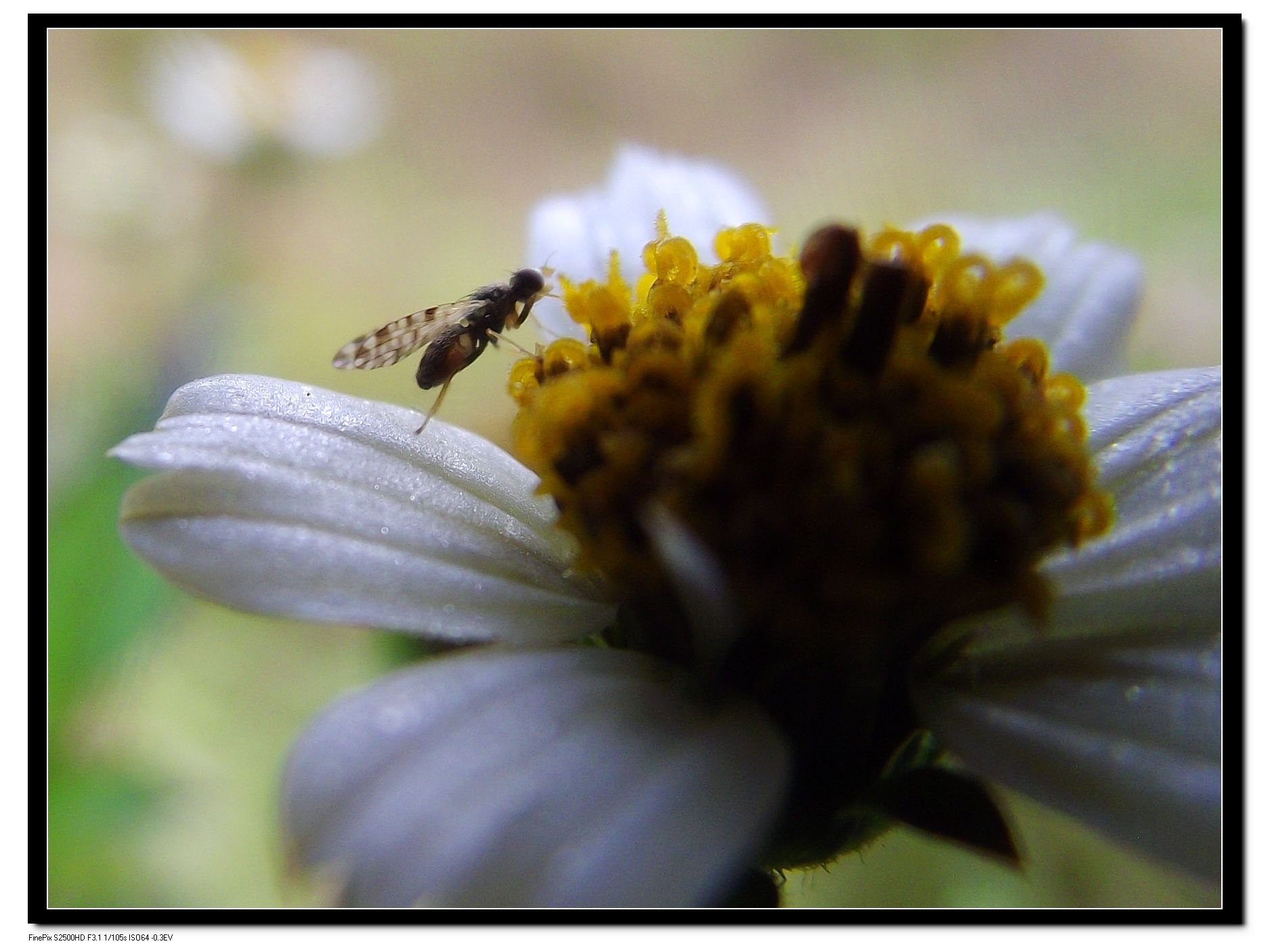 DSCF4081.jpg