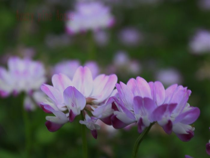 ����Ӣ03.jpg