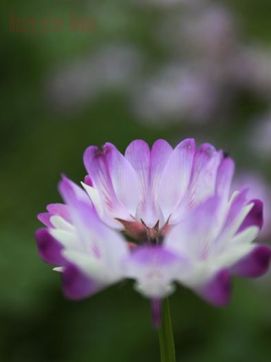����Ӣ05.jpg