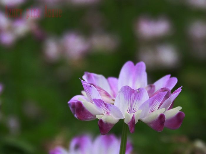 ����Ӣ06.jpg