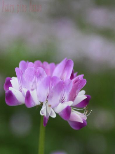 ����Ӣ08.jpg
