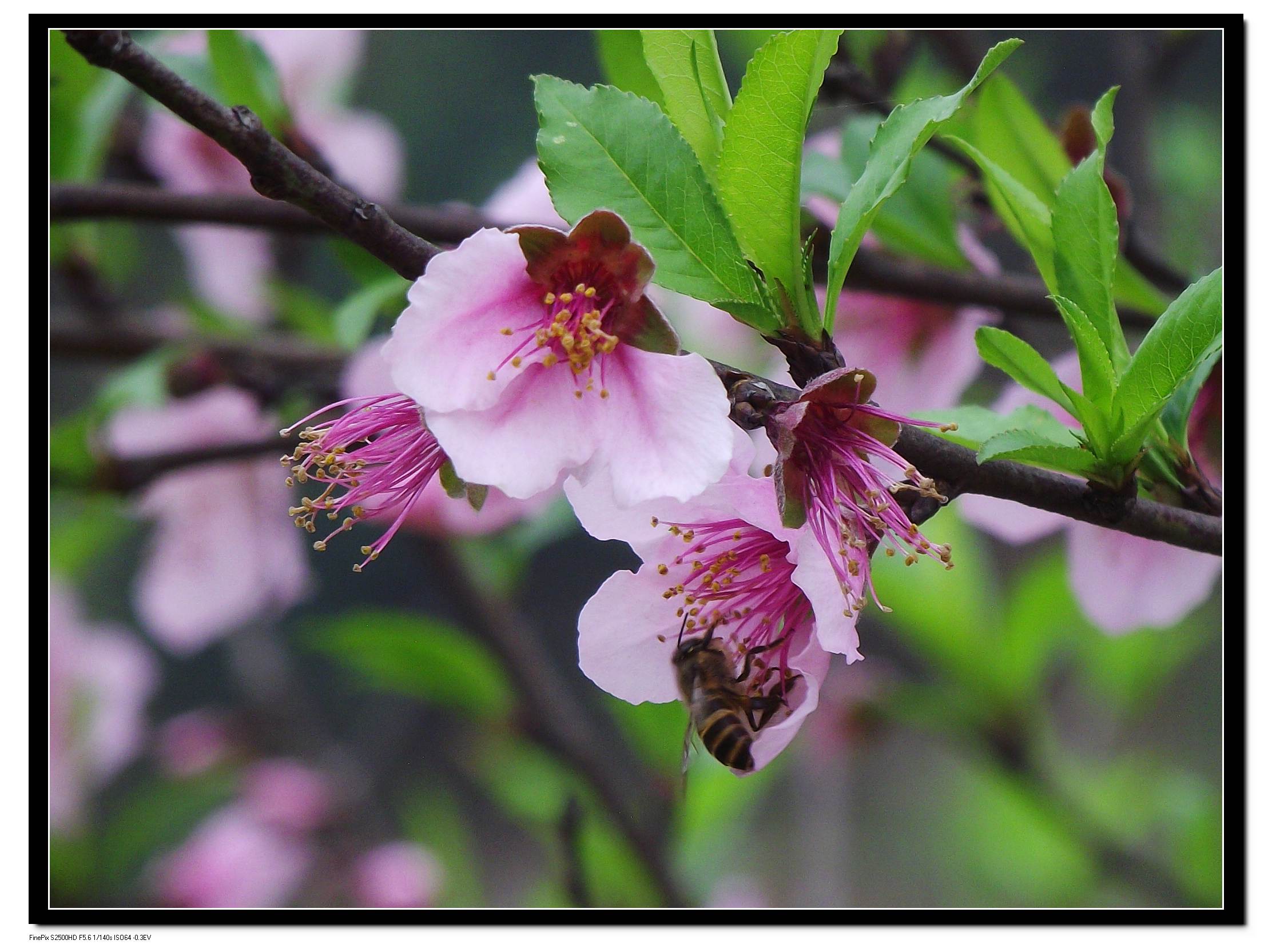 DSCF4708.JPG