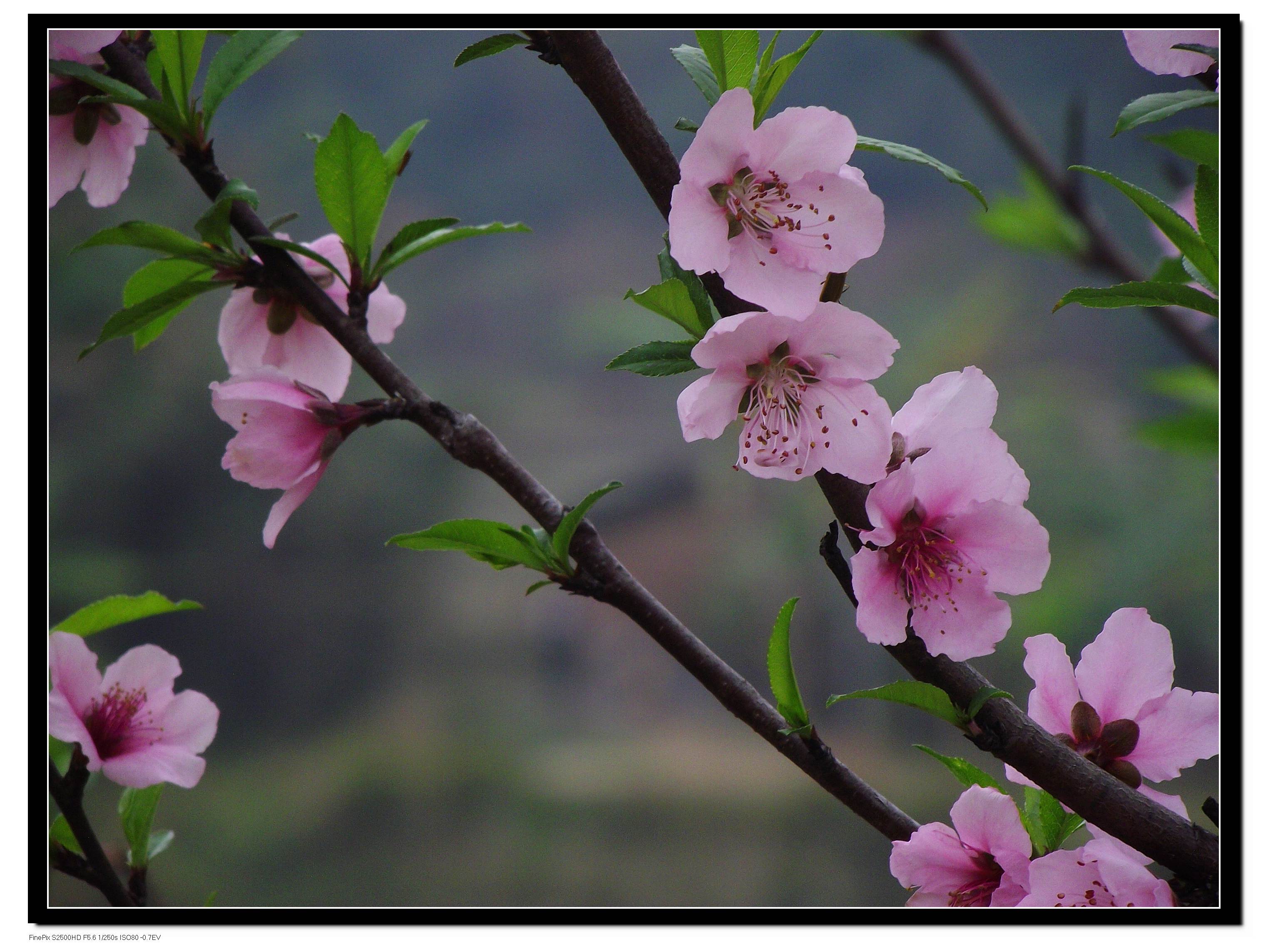DSCF4751.JPG