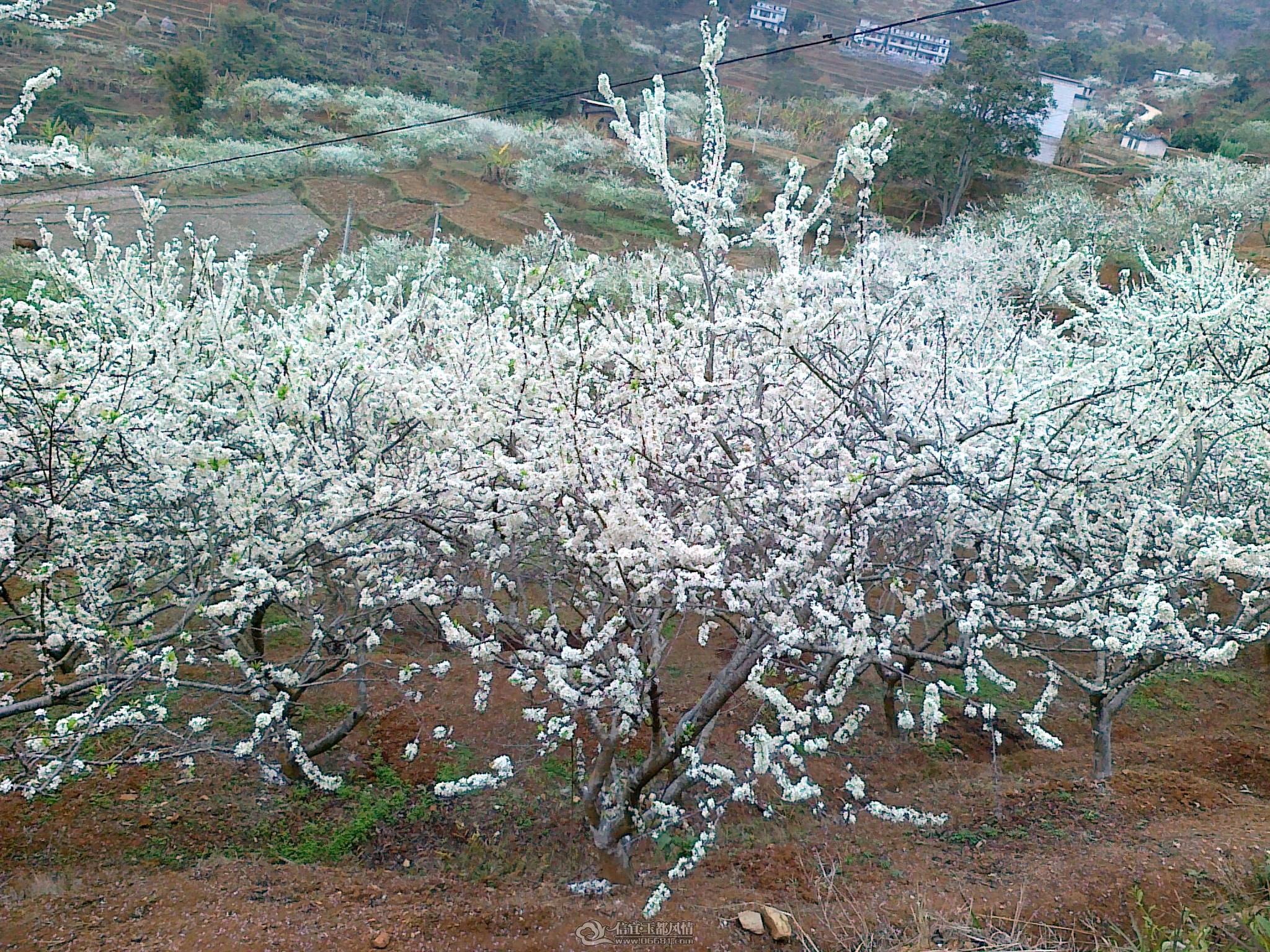 20110224660.jpg