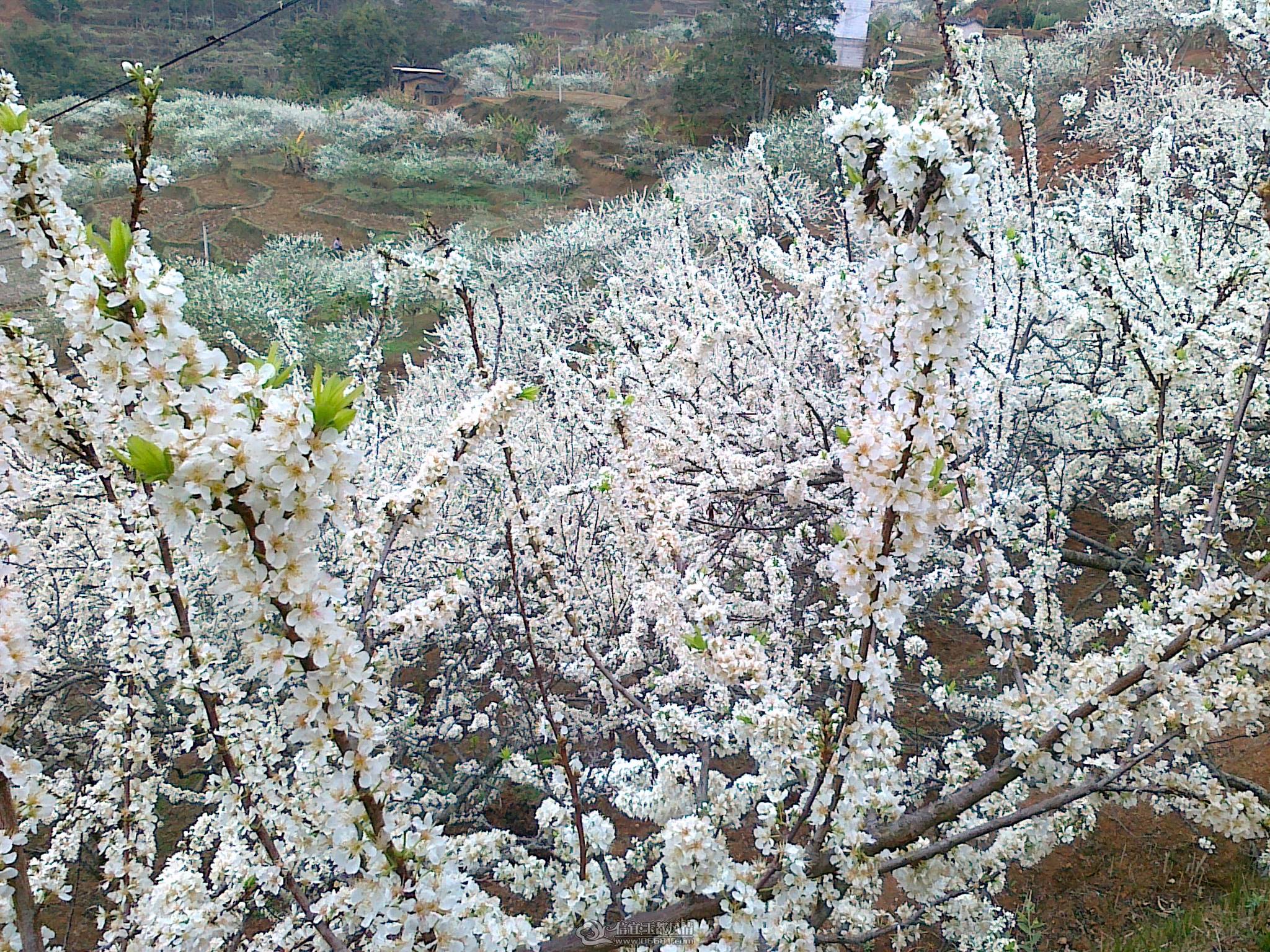 20110224664.jpg