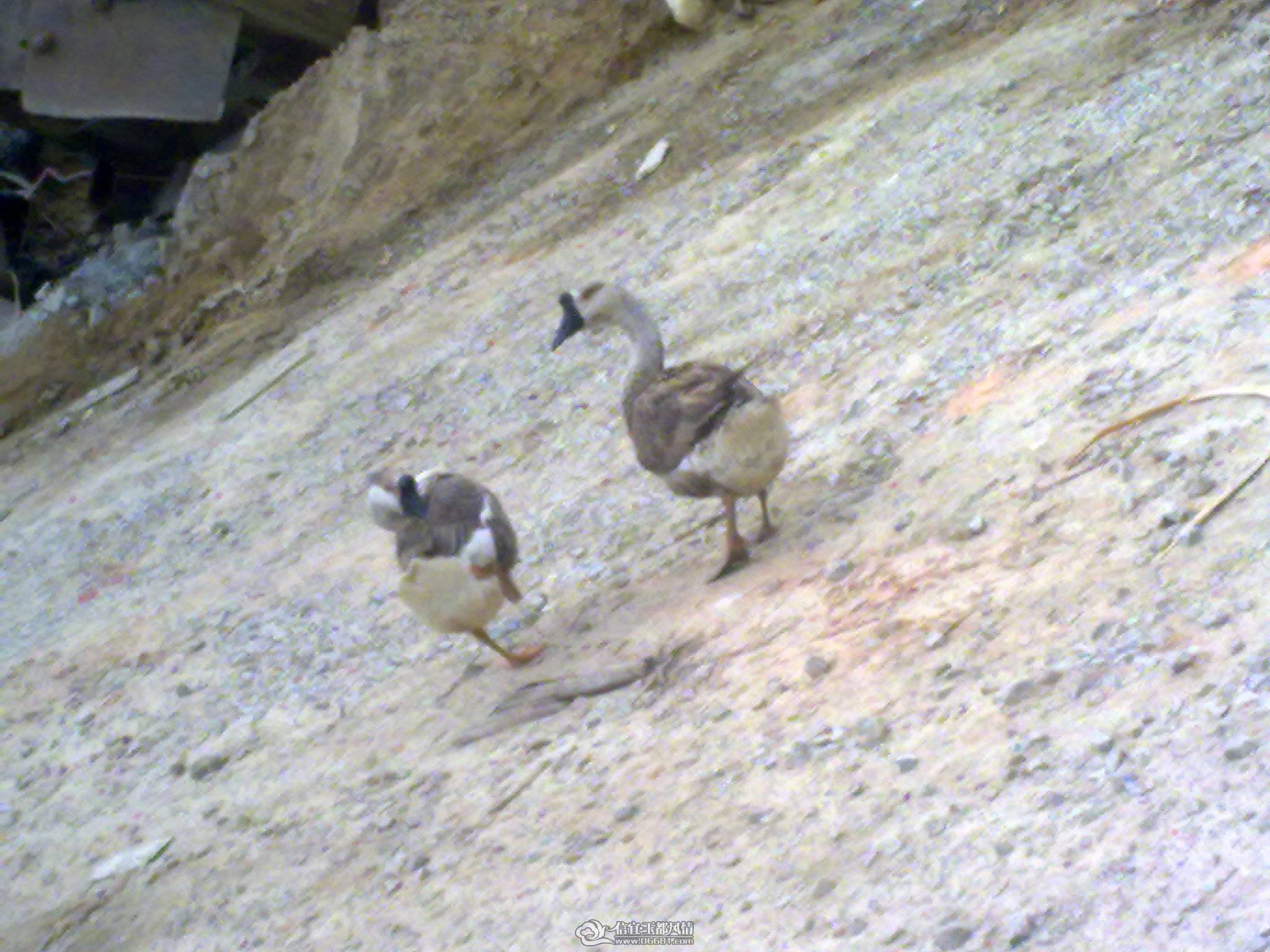 20110227219.jpg