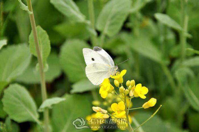 DSC_7281.JPG