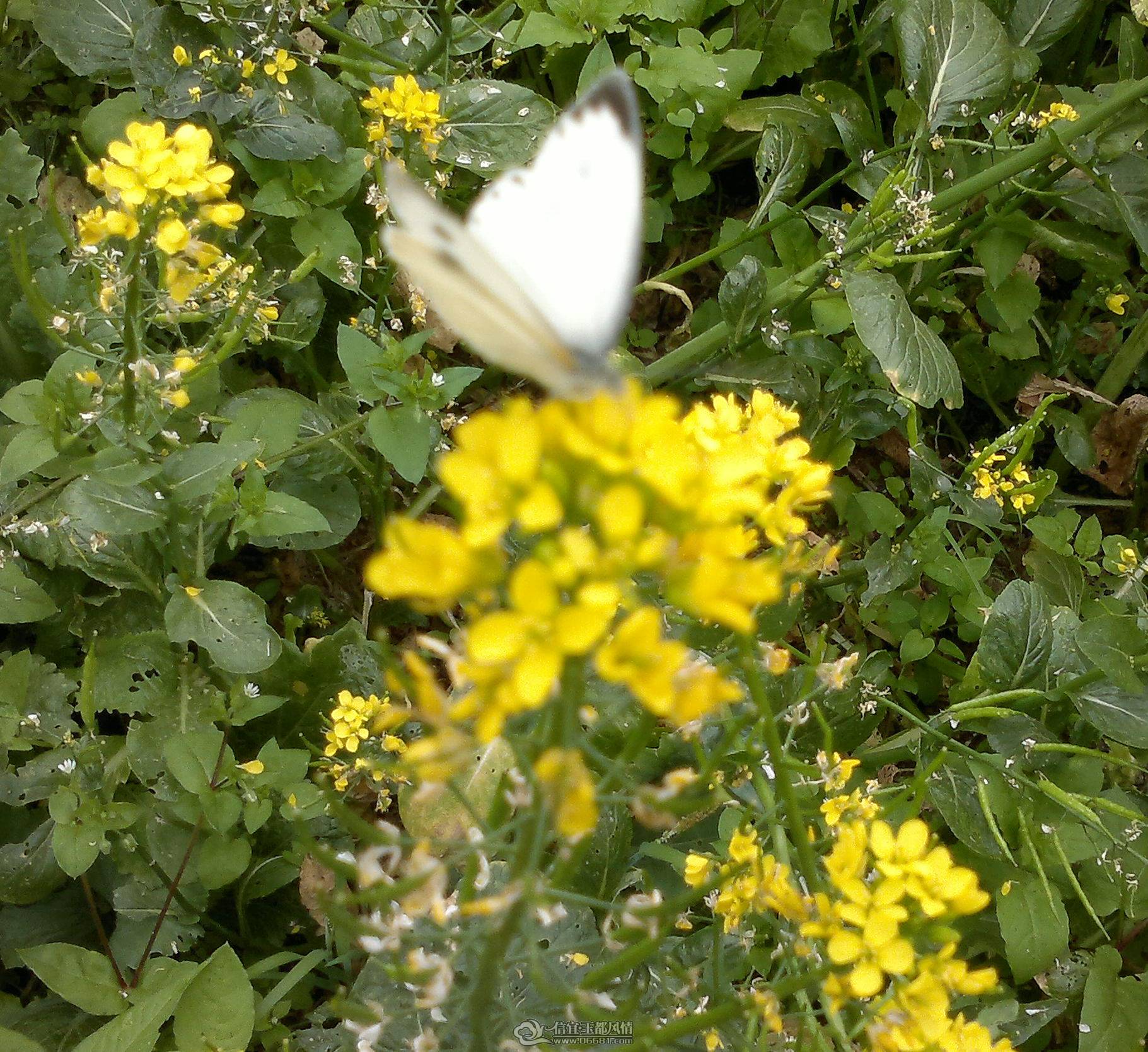 20110306020_1.jpg