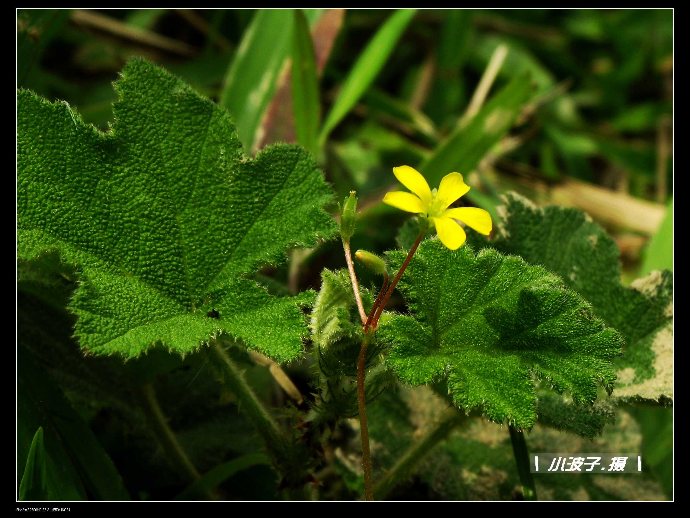 DSCF6196.JPG
