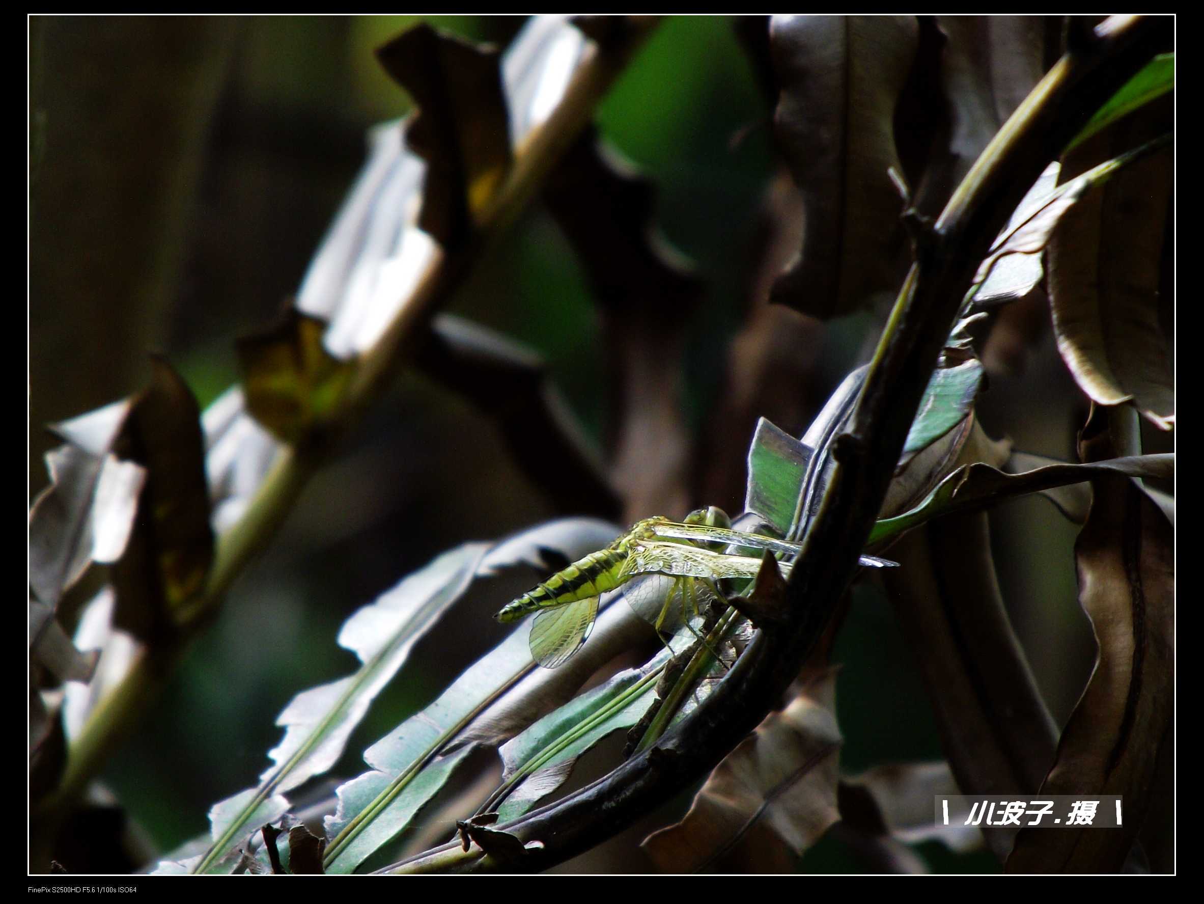 DSCF6208.JPG