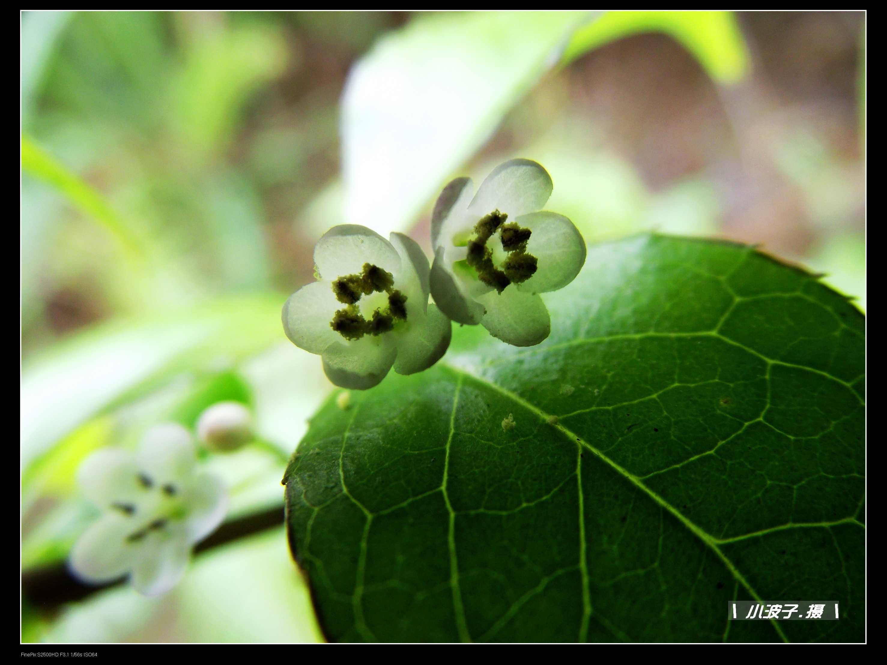 DSCF6210.JPG