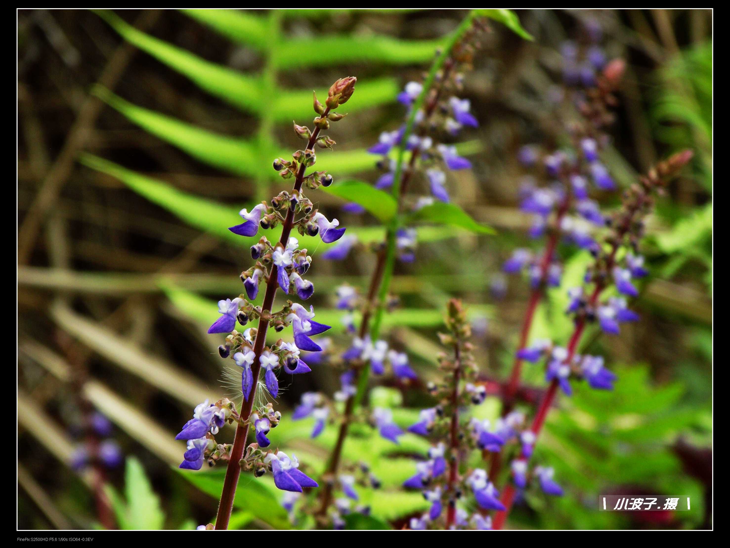 DSCF6266.JPG