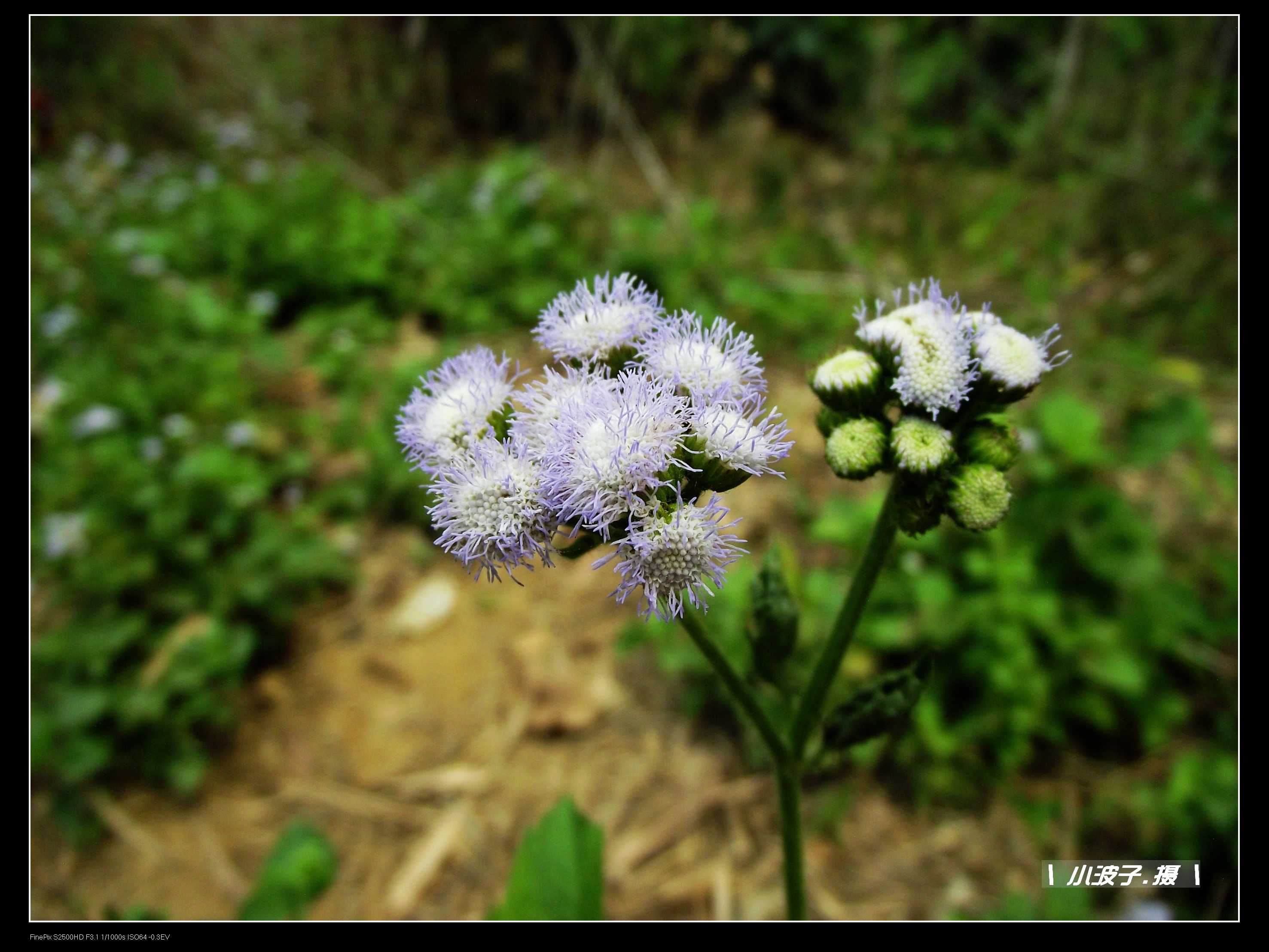 DSCF6279.JPG