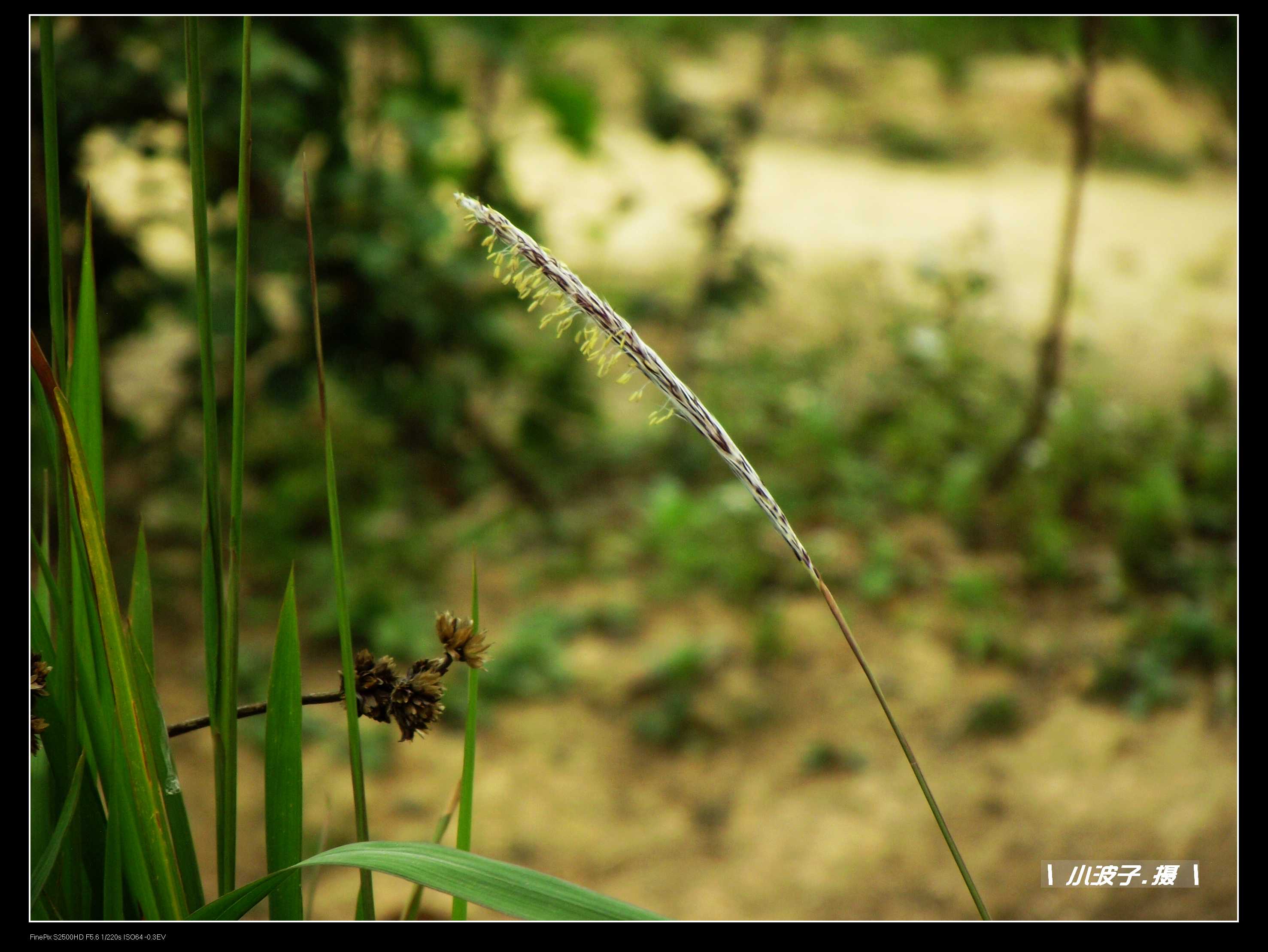 DSCF6291.JPG