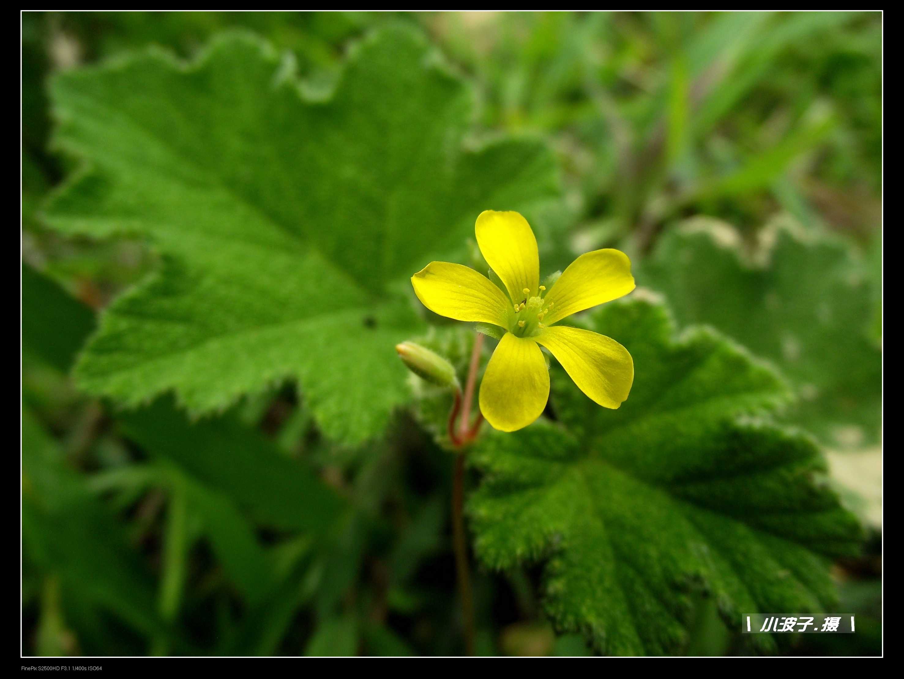 DSCF61931.jpg