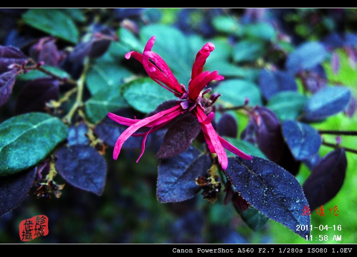 CRW_4852.jpg