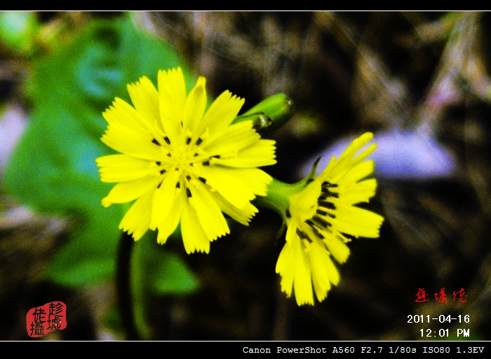 CRW_4858.jpg