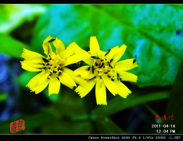 CRW_4861.jpg