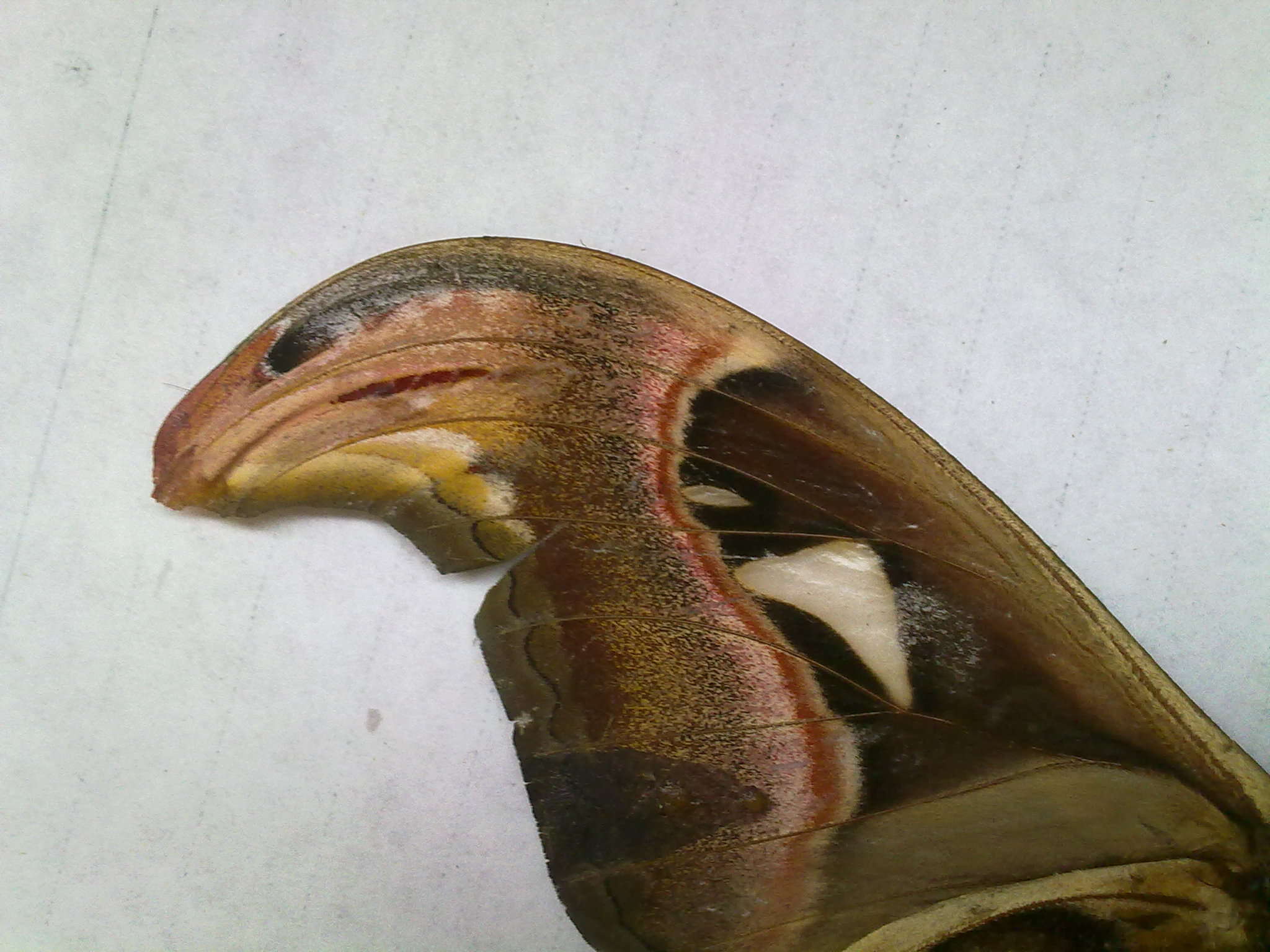 �����ߣ�