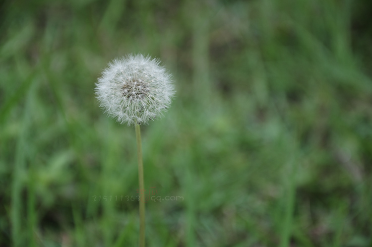 DSC_9821.JPG