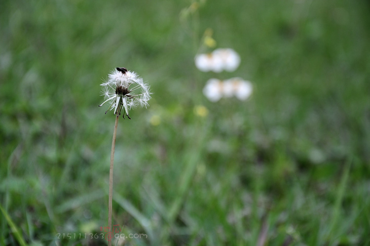 DSC_9833.JPG