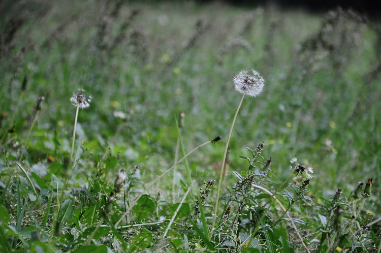 DSC_9864.JPG