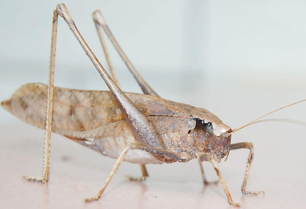 DSC_4125.JPG