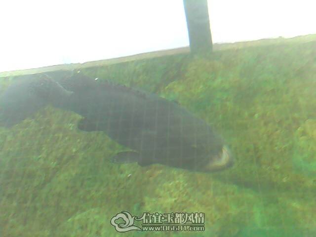 IMG0199A.jpg